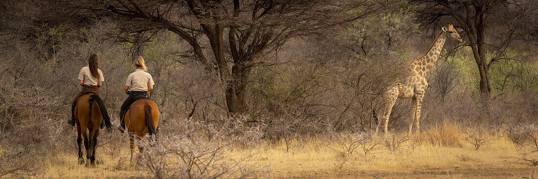 View taken from behind of two women riding horses following a Southern giraffe (Giraffa camelopardalis angolensis) through the bush at the Gabus Game Ranch; Otavi, Otjozondjupa, Namibia