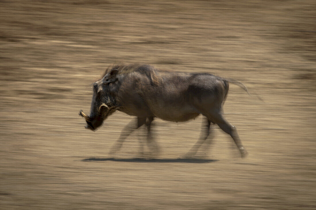 Bewegungsunschärfe eines Warzenschweins (Phacochoerus africanus), das links über den steinigen Boden der Gabus Game Ranch läuft; Otavi, Otjozondjupa, Namibia.