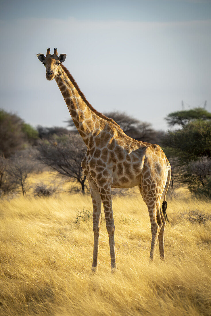 Porträt einer Südlichen Giraffe (Giraffa camelopardalis angolensis), die in die Kamera schaut und im goldenen langen Gras der Savanne an einem sonnigen Tag auf der Gabus Game Ranch steht; Otavi, Otjozondjupa, Namibia.