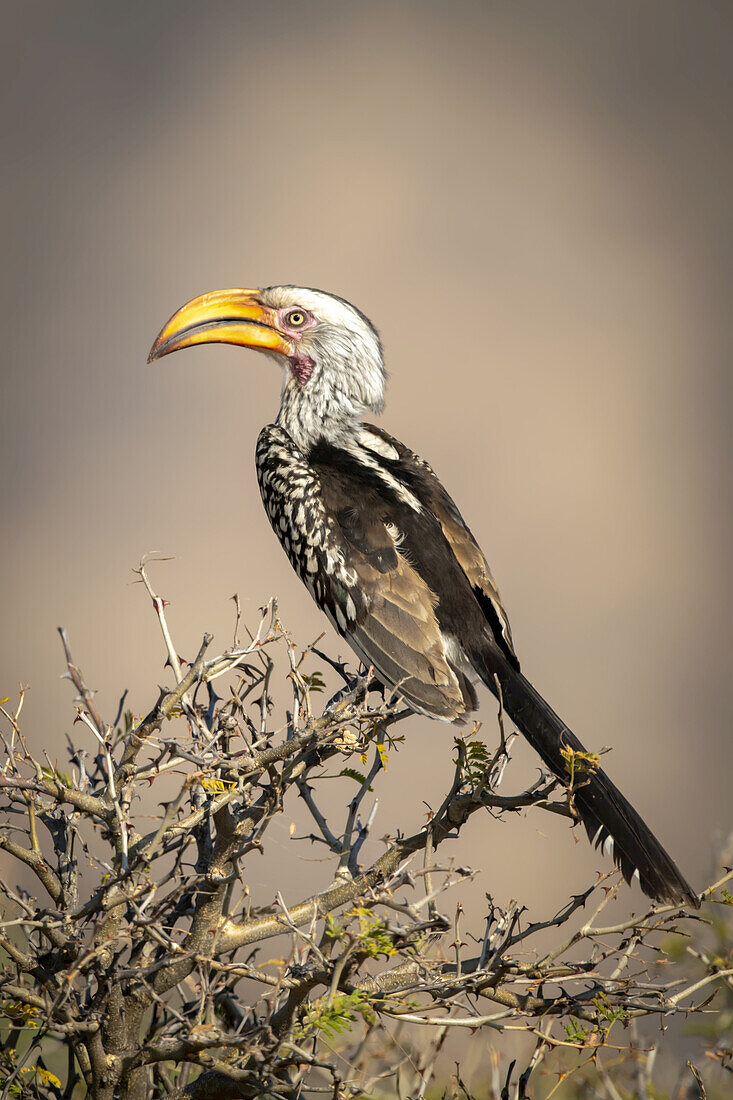 Porträt eines südlichen Gelbschnabel-Hornvogels (Tockus leucomelas), der im Profil auf einem Busch hockt. Er hat schwarz-braun gesprenkelte Federn, einen weißen Kopf und einen gelben Schnabel, aufgenommen auf der Gabus Game Ranch; Otavi, Otjozondjupa, Namibia.