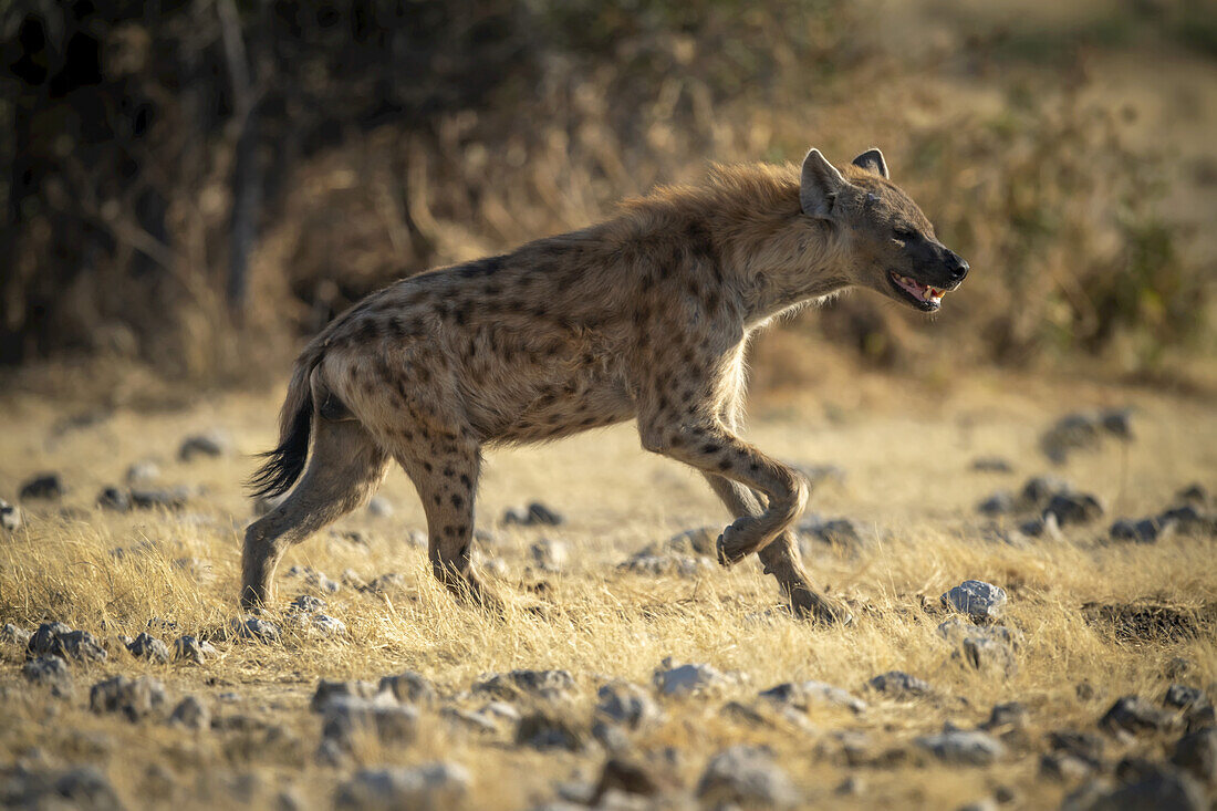 Tüpfelhyäne (Crocuta crocuta) läuft im Sonnenschein über das Grasland im Etosha-Nationalpark; Otavi, Oshikoto, Namibia.