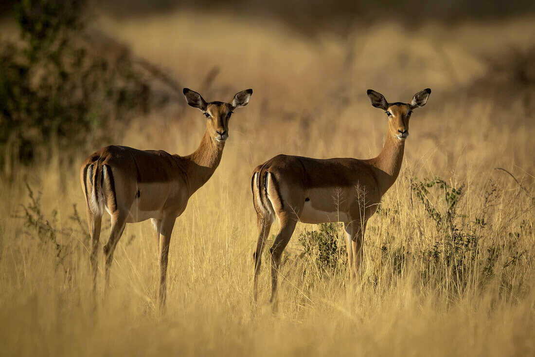 Two female common impalas (Aepyceros melampus) standing in the golden long grass on the savanna looking at the camera at the Gabus Game Ranch; Otavi, Otjozondjupa, Namibia