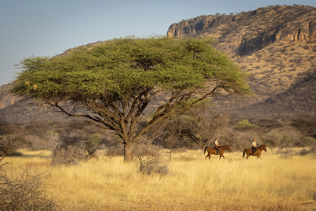 Two women riding horses (Equus ferus caballus) traveling past acacia tree through the bush at the Gabus Game Ranch with mountains in the background at sunset; Otavi, Otjozondjupa, Namibia