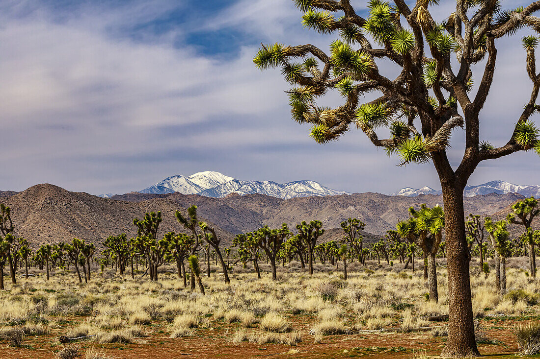 Joshua-Bäume (Yucca brevifolia) in einer trockenen Landschaft mit schneebedeckten Bergen im Hintergrund, Joshua Tree National Park; Kalifornien, Vereinigte Staaten von Amerika.