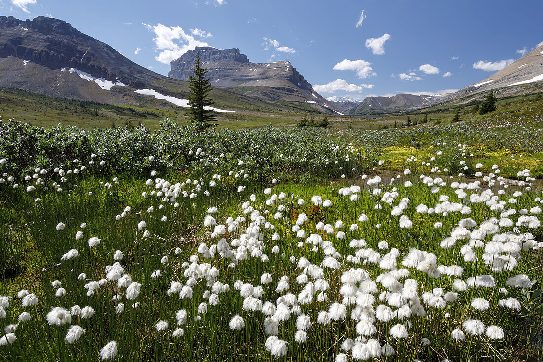 White cotton grass (Eriophorum) plants dotting the meadow in the Skoki Region of the Banff National Park; Alberta, Canada