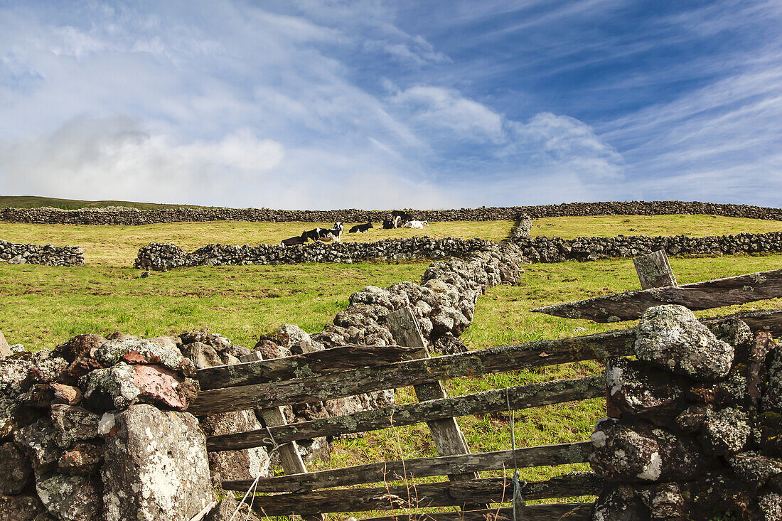 Nahaufnahme eines Holztors und von Steinzäunen, die Grundstücke von Ackerland trennen, mit grasendem Vieh auf den Feldern und einem blauen, bewölkten Himmel; Terceira, Azoren