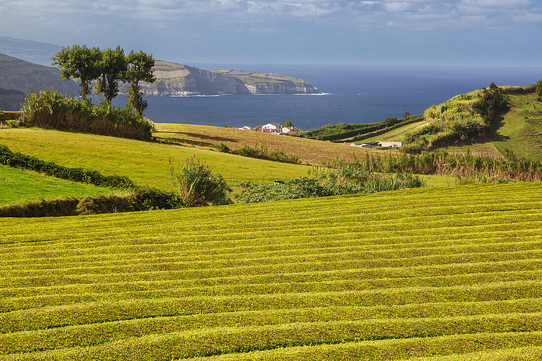 Lush, green tea plants cover the fields at the famous Gorreana Tea Factory along the coast of the Atlantic Ocean; Sao Miguel Island, Azores