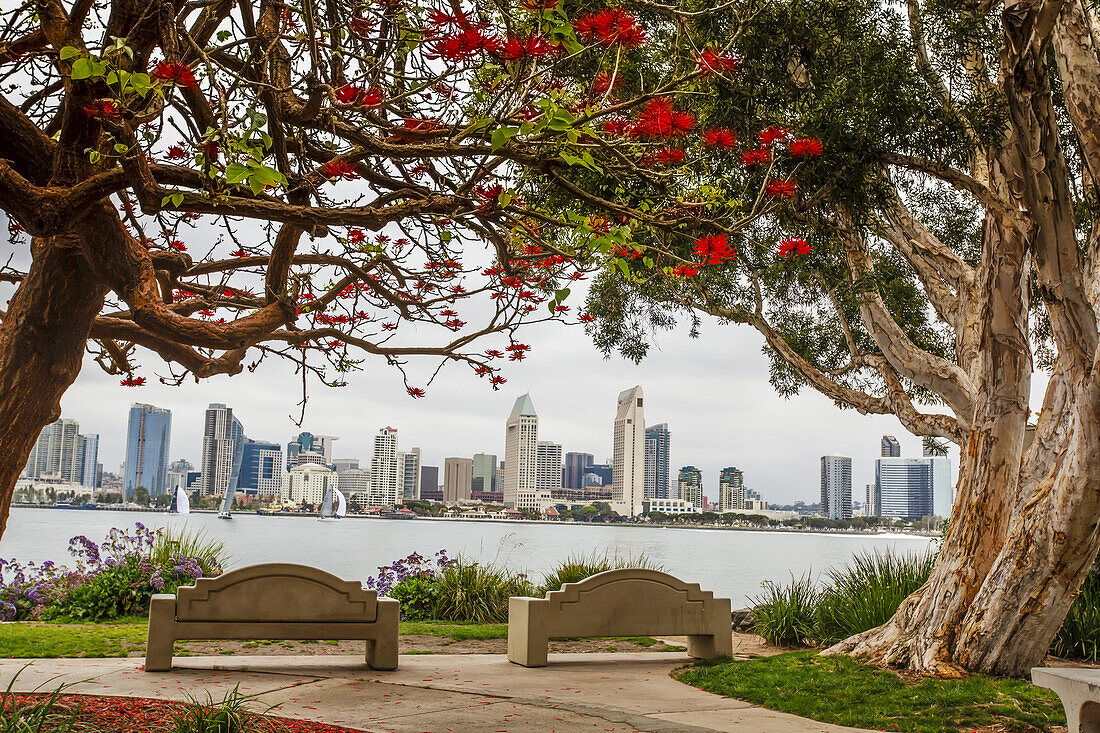 Parkbänke unter einem Korallenbaum (Erythrina) mit Blick auf die Skyline von San Diego von der anderen Seite der Bucht; San Diego, Kalifornien, Vereinigte Staaten von Amerika.