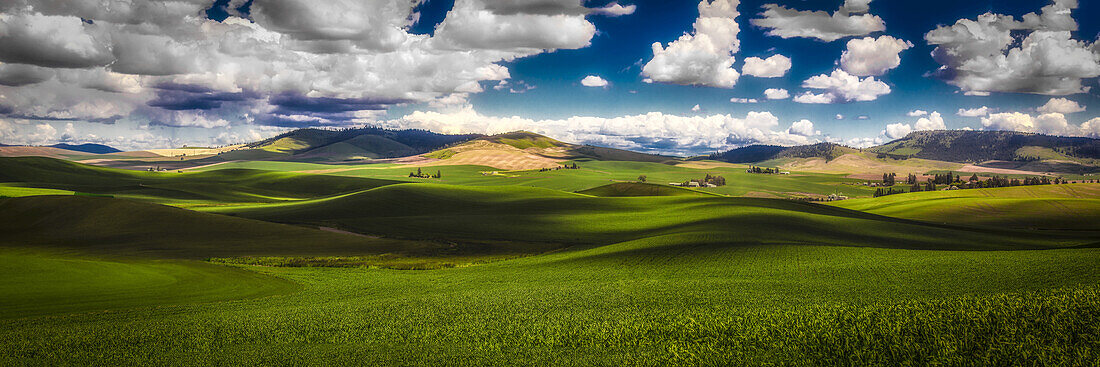 Sunlit rolling hills with green grain fields and white puffy clouds in a blue sky; Palouse, Washington, United States of America