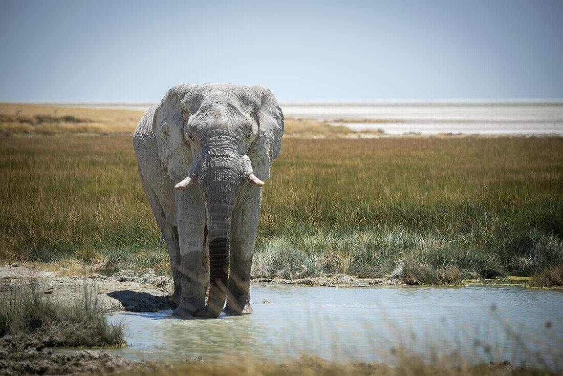 African bush elephant (Loxodonta africana) drinking from grassy waterhole on the savanna in Etosha National Park looking at camera; Otavi, Oshikoto, Namibia