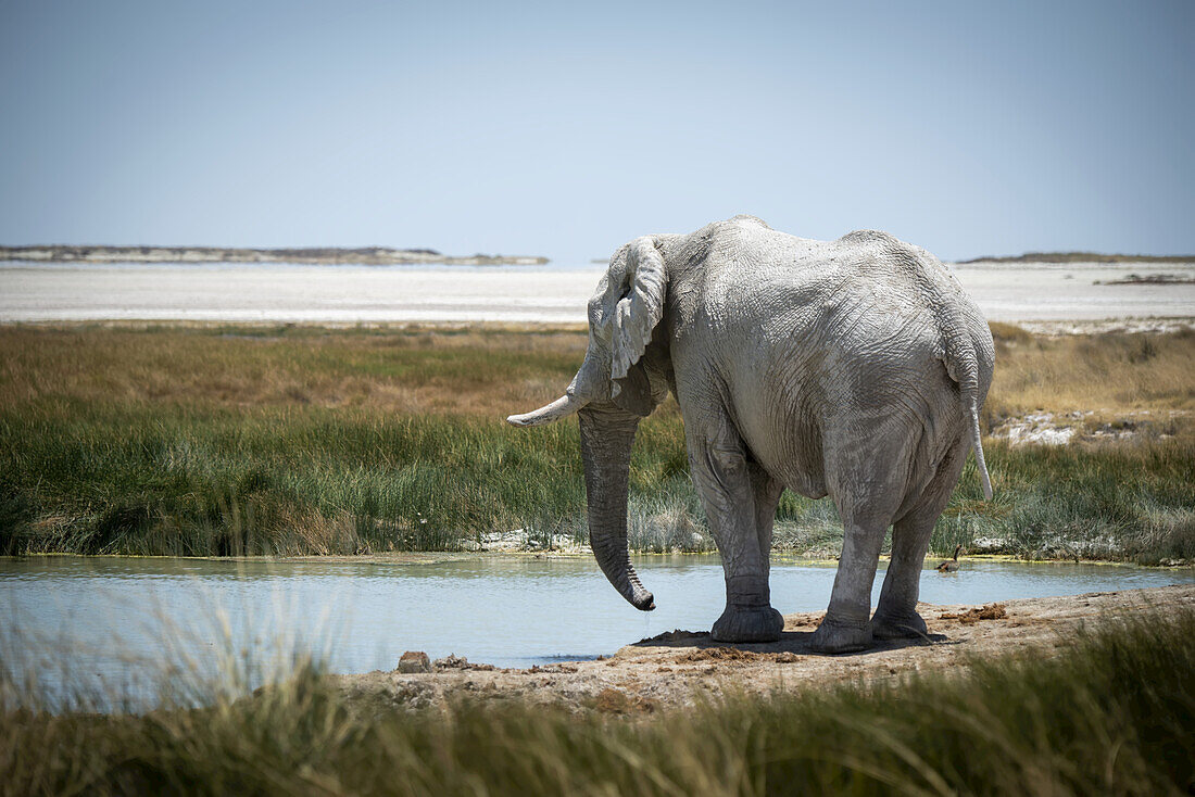 Blick von hinten auf einen afrikanischen Buschelefanten (Loxodonta africana), der in der Savanne des Etosha-Nationalparks ein grasbewachsenes Wasserloch betrachtet und sich zum Trinken bereit macht; Otavi, Oshikoto, Namibia.