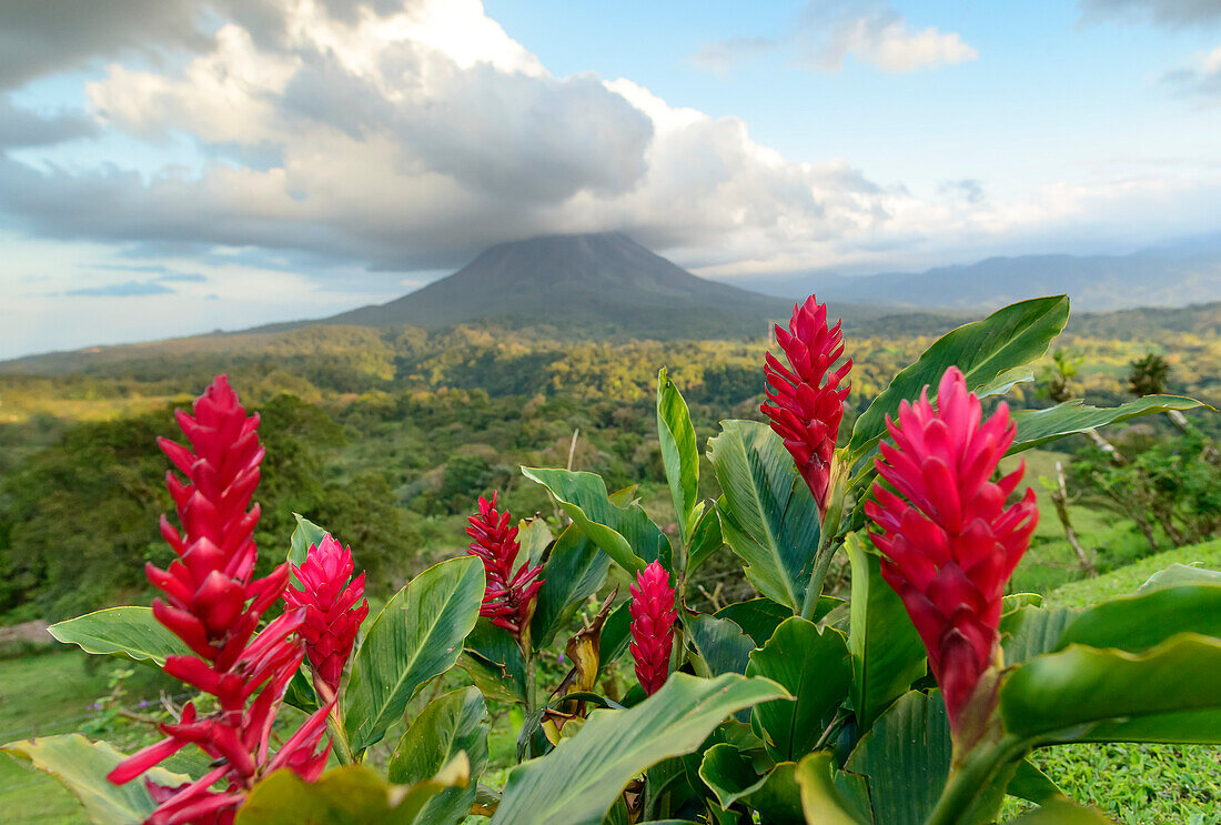 Kräftige, rote Ingwerblüten (Alpinia purpurata) blühen vor dem Vulkan Arenal, einem aktiven Stratovulkan, mit einer dramatischen Wolkenformation, die über dem Gipfel schwebt; Provinz Alajuela, Costa Rica.