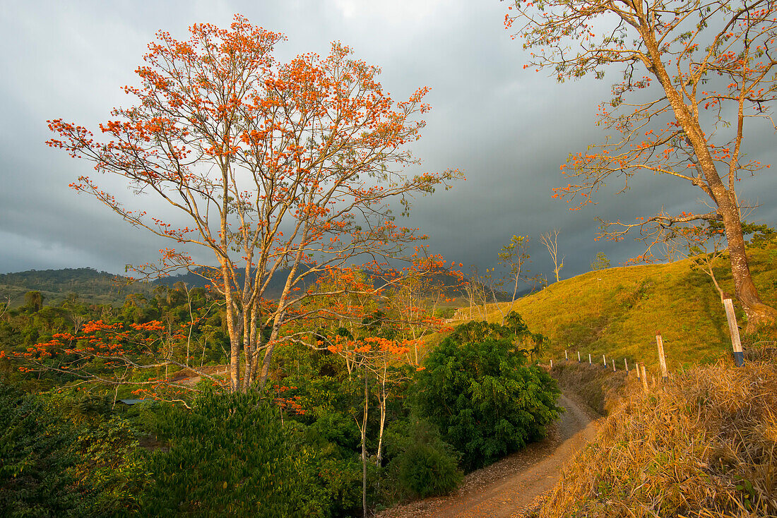 A dirt road winds its way through the mountainous landscape of the San Isidro de El Genearal District as the sun sets over a stormy sky and blooming Erythrina poeppigiana trees (Coral Tree) in Perez Zeledon; San Jose Province, Costa Rica