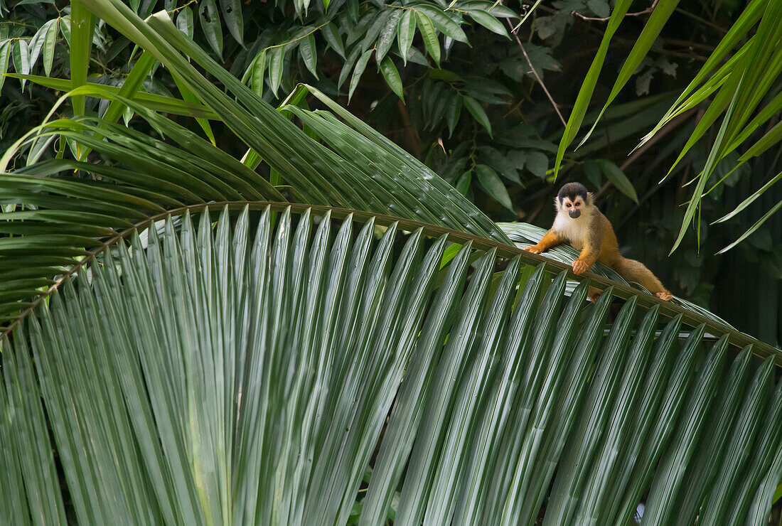 A squirrel monkey (Saimiri) climbs along a a palm frond on a tree in the rainforest; Costa Rica