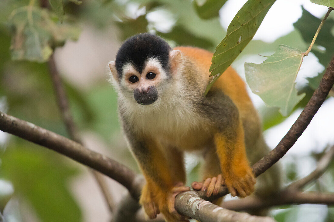 Close-up portrait of a squirrel monkey (Saimiri) climbing through the tree canopy of the rainforest; Puntarenas, Costa Rica