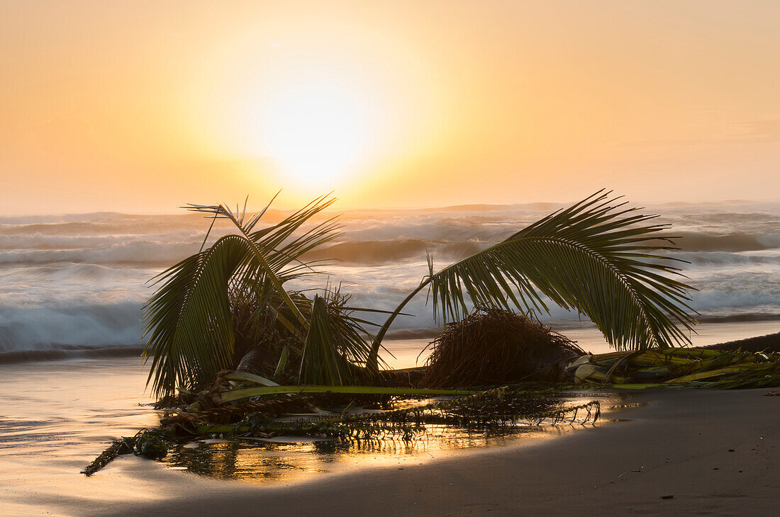 Sonnenaufgang über dem Karibischen Meer an der Ostküste Costa Ricas mit den Palmwedeln einer umgestürzten Palme (Arecaceae), die am Strand liegt; Provinz Limon, Costa Rica.