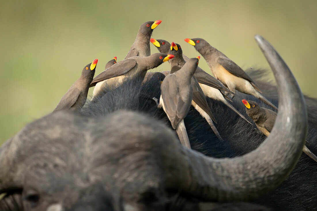 Nahaufnahme einer Gruppe von Gelbschnabelspechten (Buphagidae africanus), die auf dem Rücken eines Kaffernbüffels (Syncerus caffer caffer) sitzen; Narok, Masai Mara, Kenia.