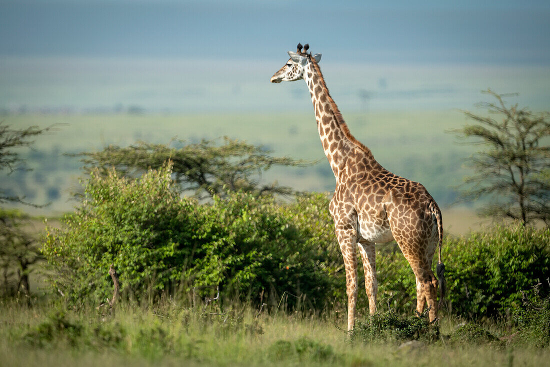 Eine Masai-Giraffe (Giraffa tippelskirchi) steht in der Nähe von Büschen im Sonnenschein und schaut auf die Savanne; Narok, Masai Mara, Kenia.
