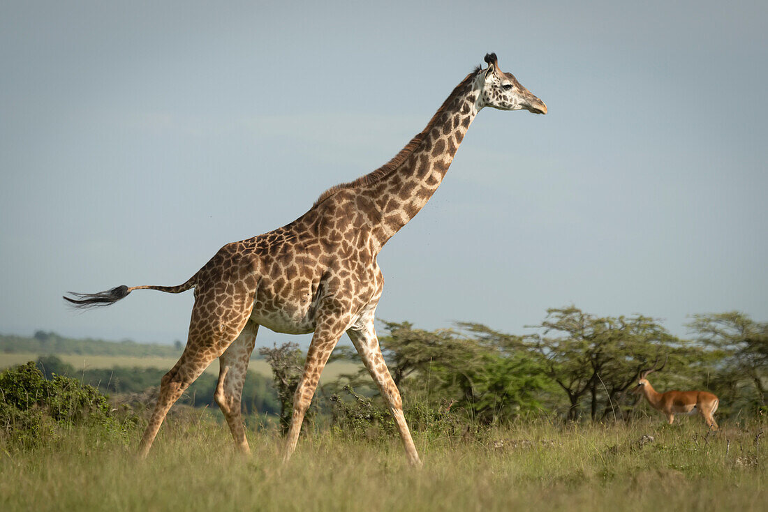 Eine Masai-Giraffe (Giraffa tippelskirchi) geht an einem Impala (Aepyceros melampus) in der Savanne vorbei; Narok, Masai Mara, Kenia.