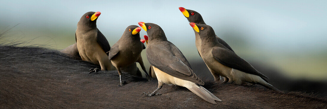 Panorama-Nahaufnahme einer Gruppe von Gelbschnabelspechten (Buphagidae africanus), die auf dem Rücken eines Kaffernbüffels (Syncerus caffer caffer) hocken; Narok, Masai Mara, Kenia.