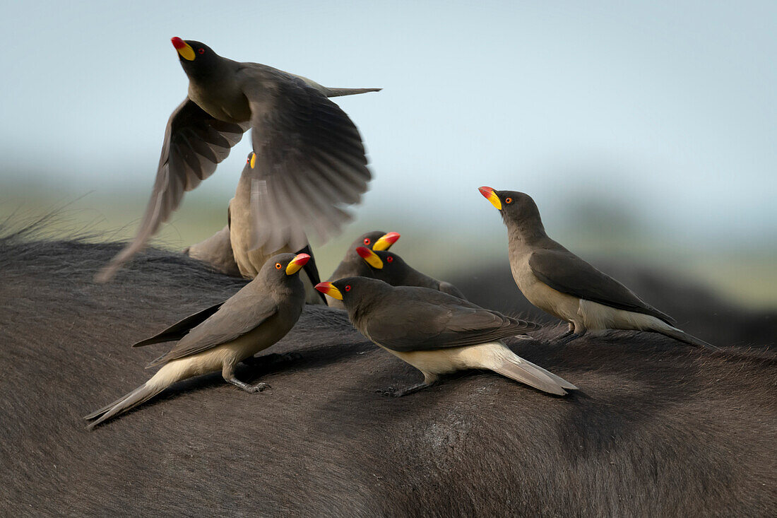 Nahaufnahme eines Gelbschnabel-Madenhüpfers (Buphagidae africanus), der an einer Gruppe von anderen vorbeifliegt, die auf dem Rücken eines Kaffernbüffels (Syncerus caffer caffer) sitzen; Narok, Masai Mara, Kenia.