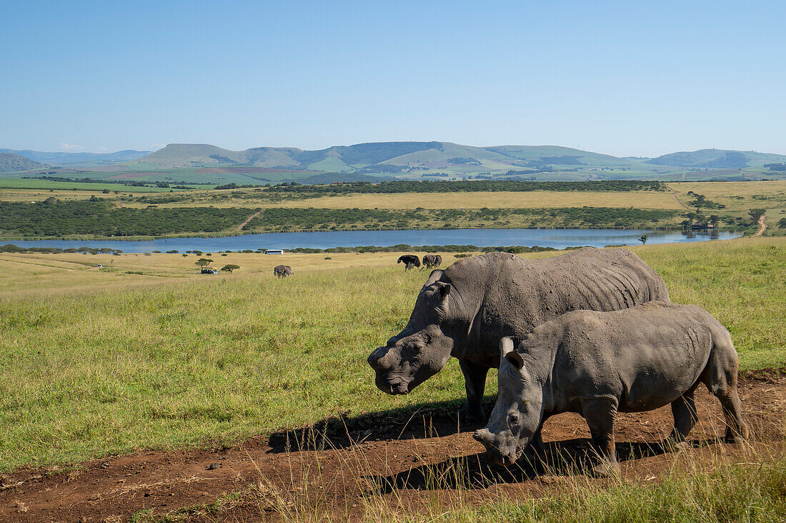 Ausgewachsenes Nashorn (Rhinocerotidae) und Kalb wandern auf einem Feldweg in einem Safaripark; Ostkap, Südafrika
