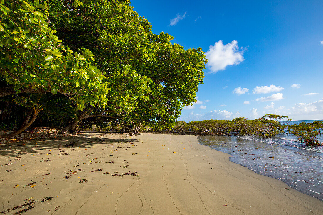 Close-up of a sandy beach with mangrove trees lining the shoreline at Cape Tribulation, where the Daintree Rainforest meets the Coral Sea on the Pacific Ocean Coast in Eastern Kuku Yalanji; Cape Tribulation, Queensland, Australia