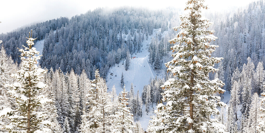 Looking through the snowcoverd pine trees to the ski hill and gondola lift at Sass de Stria mountain in the Dolomites; Belluno Province, Veneto, Italy