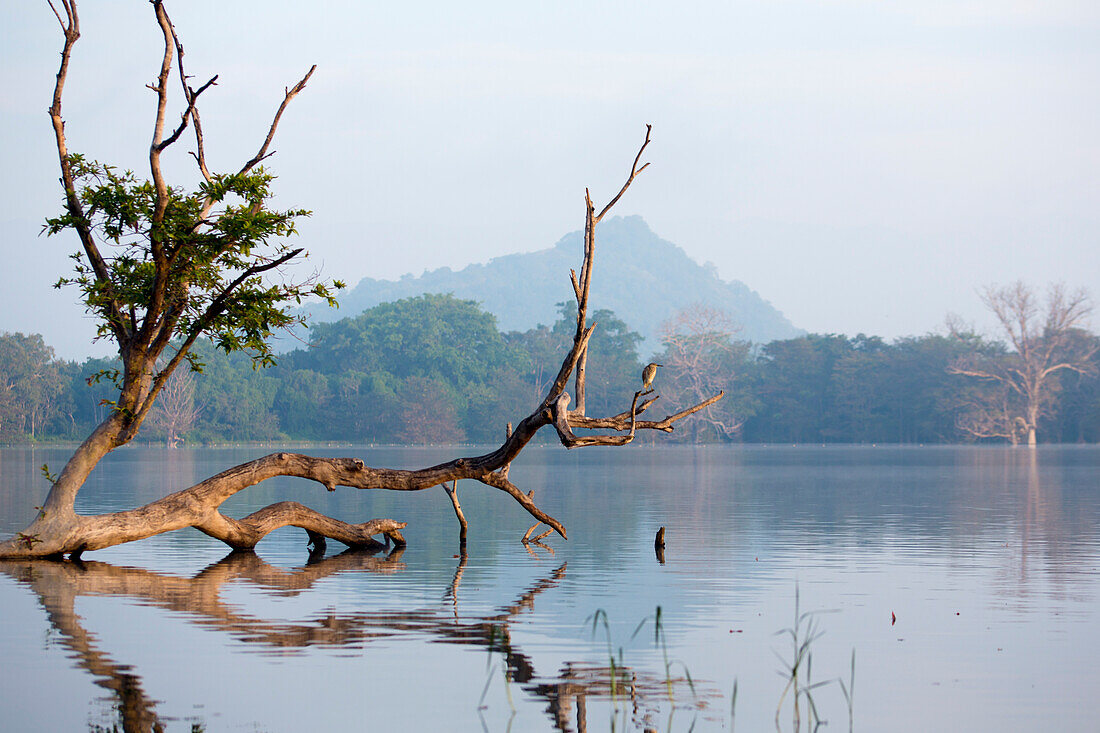 Bird perching on a twisted tree branch growing past the water's edge at dawn; Hambegamuwa Lake, Hambegamuwa, Uva Province, Sri Lanka