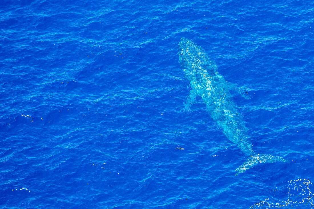 Close-up view of a blue whale (Balaenoptera musculus) swimming just below the surface, seen from the air off the  West Coast of Sri Lanka; Mirissa, Southern Province, Sri Lanka