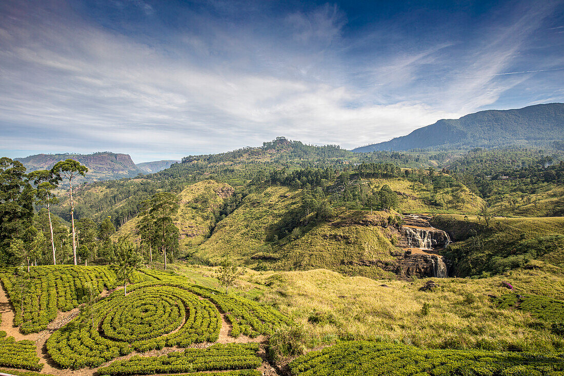Blick auf die Landschaft und die Teeplantagen mit kreisförmig angelegten Teesträuchern in der Nähe von Nanu Oya im Hügelland; Dikoya, Nuwara Eliya District, Zentralprovinz, Sri Lanka.