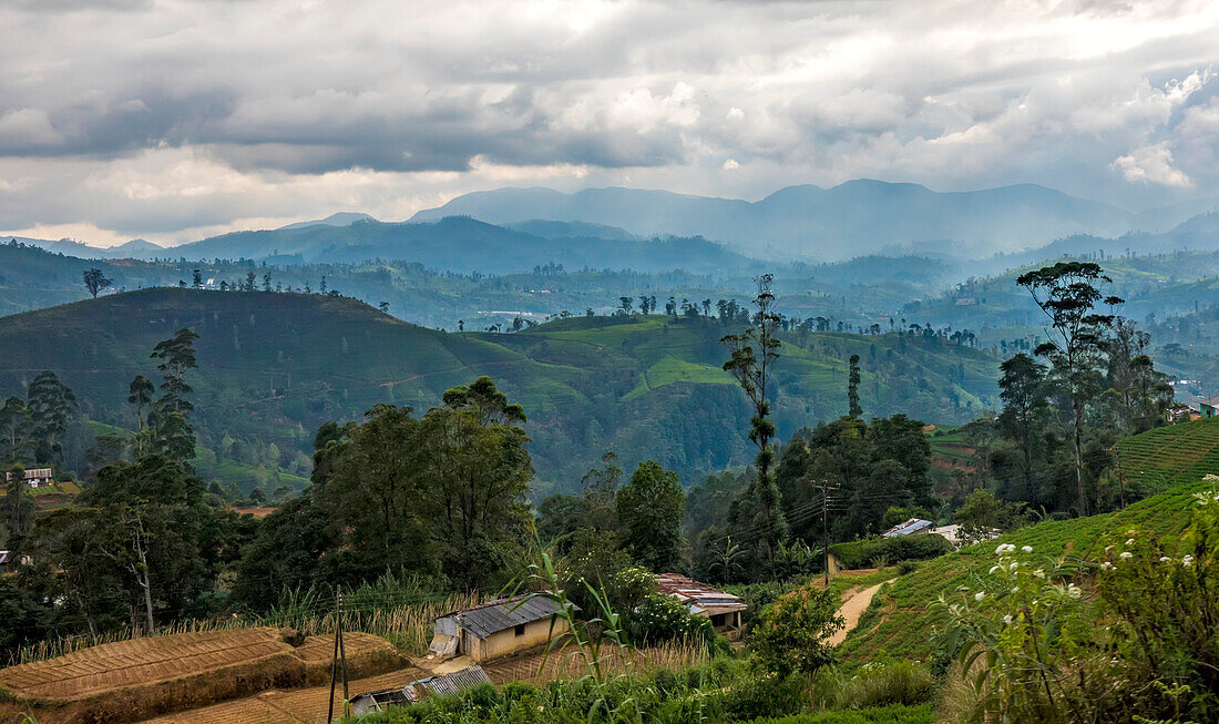 Blick auf das Hügelland um Nuwara Eliya mit Teesträuchern, die die Hänge der Teeplantagen bedecken; Nanu Oya, Nuwara Eliya District, Zentralprovinz, Sri Lanka.