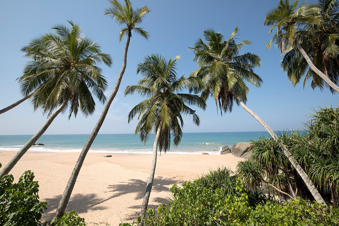 Blick durch die Palmen (Arecaceae) auf den Sandstrand am Ufer des Kumu Beach am Indischen Ozean; Balapitiya, Distrikt Galle, Sri Lanka.