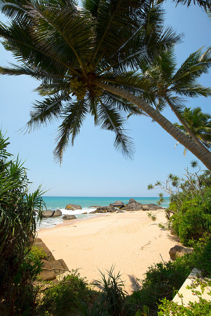 Looking through the palm trees (Arecaceae) at the sandy beach on the Indian Ocean shore of Kumu Beach at the Teardrop Boutique Hotel near Balapitiya; Balapitiya, Galle District, Sri Lanka