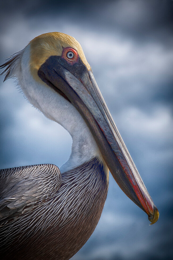 Stylized Portrait of a Brown Pelican (Pelecanus occidentalis) profile; St Augustine Beach, Florida, United States of America