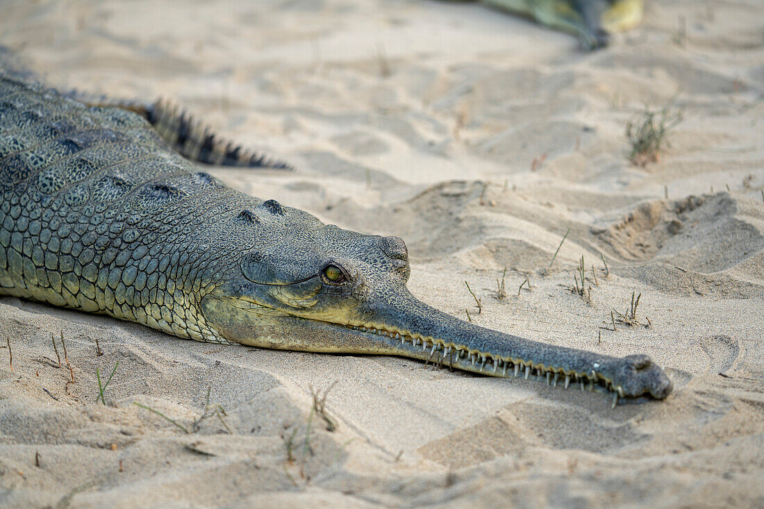 Gharial crocodile (Gavialis gangeticus) lying on the sand in breeding centre in Chitwan National Park; Chitwan, Nepal