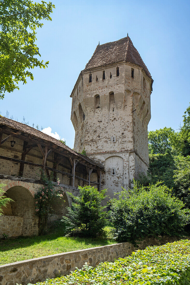 Turm entlang der Steinmauer der mittelalterlichen, befestigten Stadt Sighisoara am Fluss Tarnava im Kreis Mures; Sighisoara, Siebenbürgen, Rumänien.