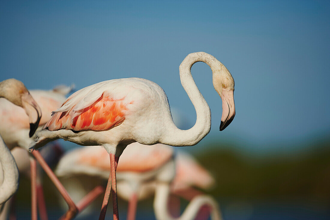 Nahaufnahme von Großflamingos (Phoenicopterus roseus) in freier Wildbahn im Parc Naturel Regional de Camargue; Saintes-Maries-de-la-Mer, Camargue, Frankreich.