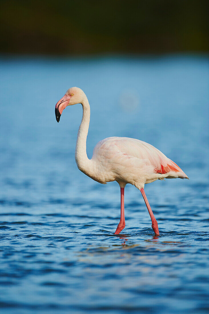 A Greater Flamingo (Phoenicopterus roseus) wildlife, wading in the water in the Parc Naturel Regional de Camargue; Saintes-Maries-de-la-Mer, Camargue, France