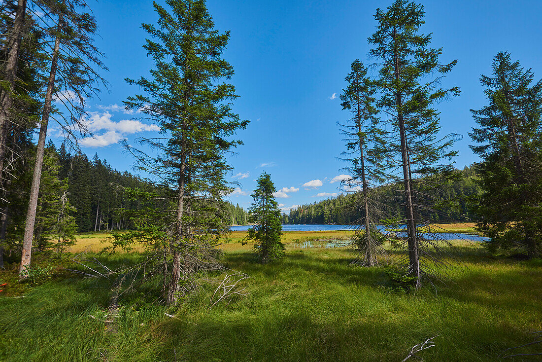 Norway spruce (Picea abies) trees in front of Lake Arbersee, Bavarian Forest National Park; Bavaria, Germany