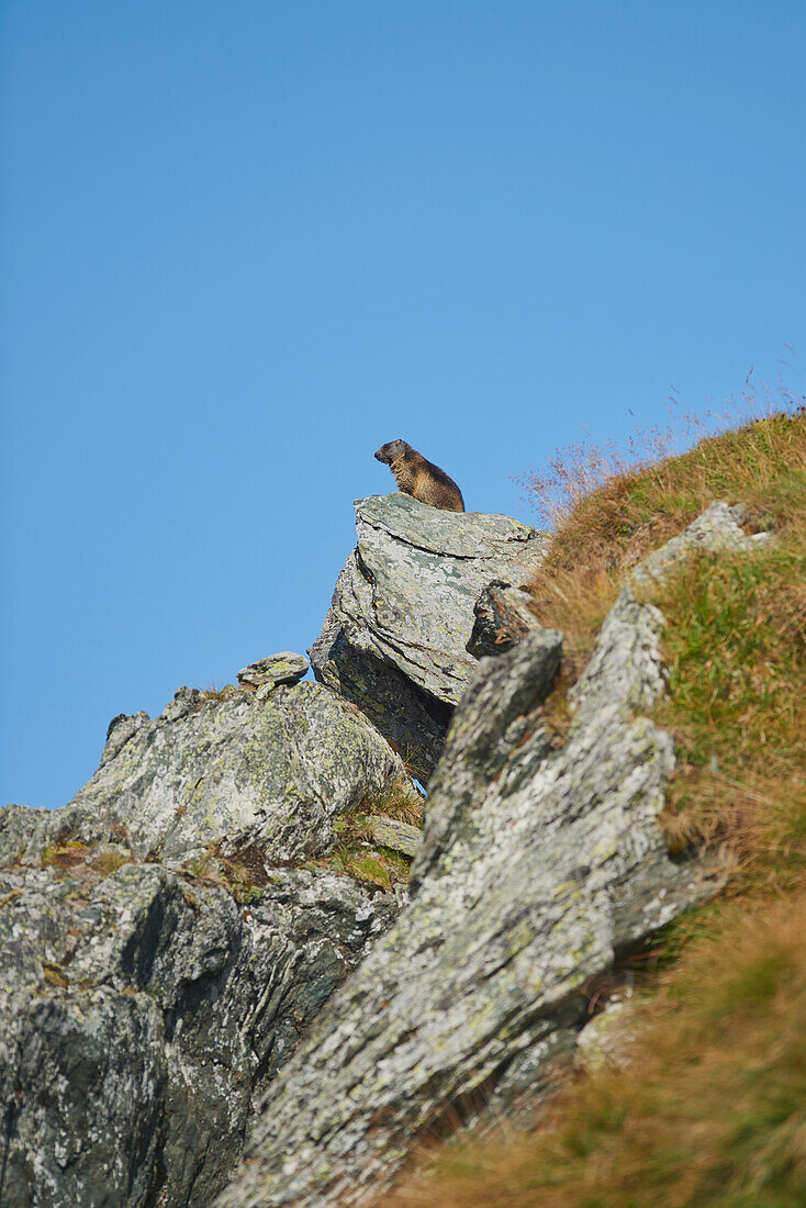 Alpenmurmeltier (Marmota marmota) auf einer Felswand am Großglockner (Gro?glockner); Nationalpark Hohe Tauern, Österreich