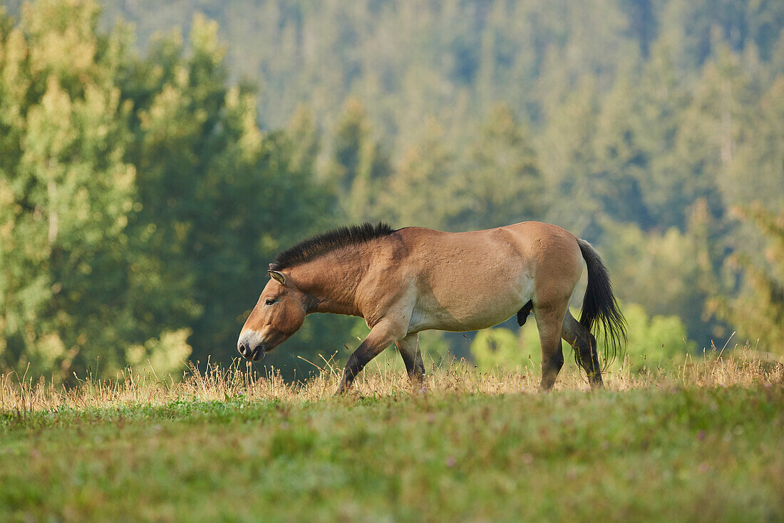 Przewalski-Pferd oder mongolisches Wildpferd (Equus ferus przewalskii) grasend auf einer Wiese, in Gefangenschaft; Nationalpark Bayerischer Wald, Bayern, Deutschland, Europa