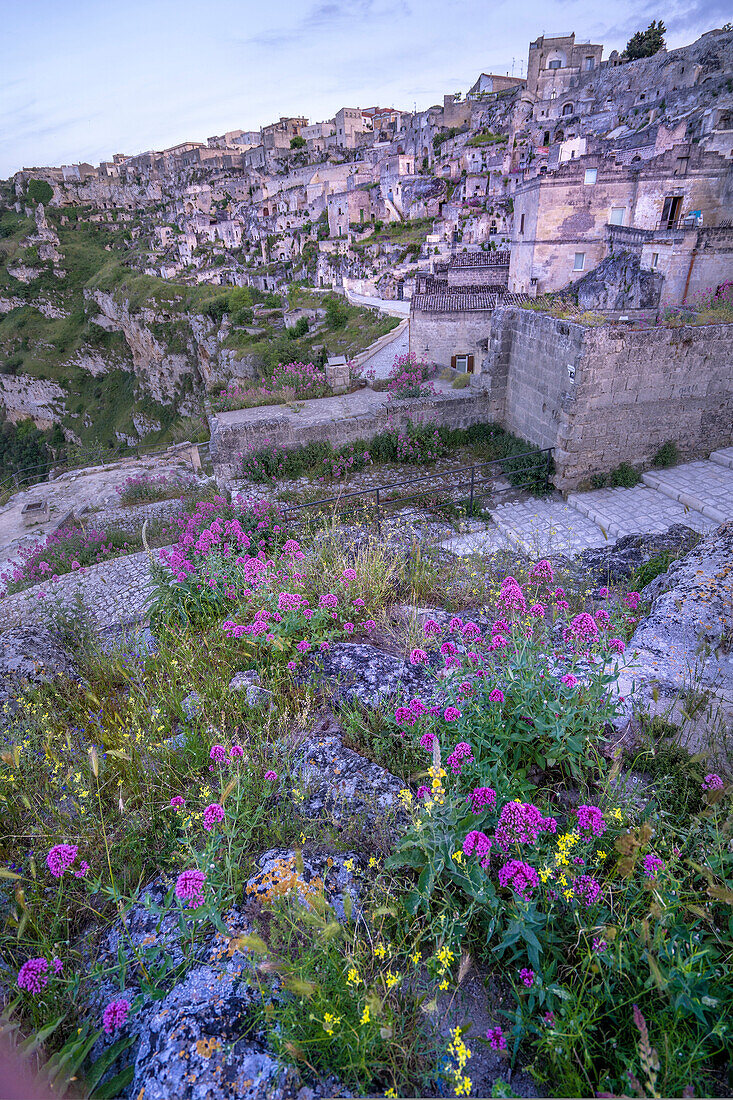 Wildblumen auf den Felsen, während die Dämmerung einen violetten Farbton über das Stadtbild der antiken Höhlenwohnungen der Sassi di Matera wirft; Matera, Basilikata, Italien.