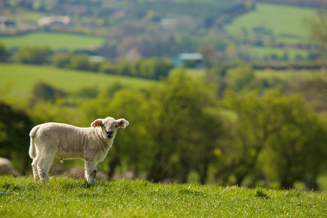 A Lone Sheep On The Grass; County Dublin Ireland