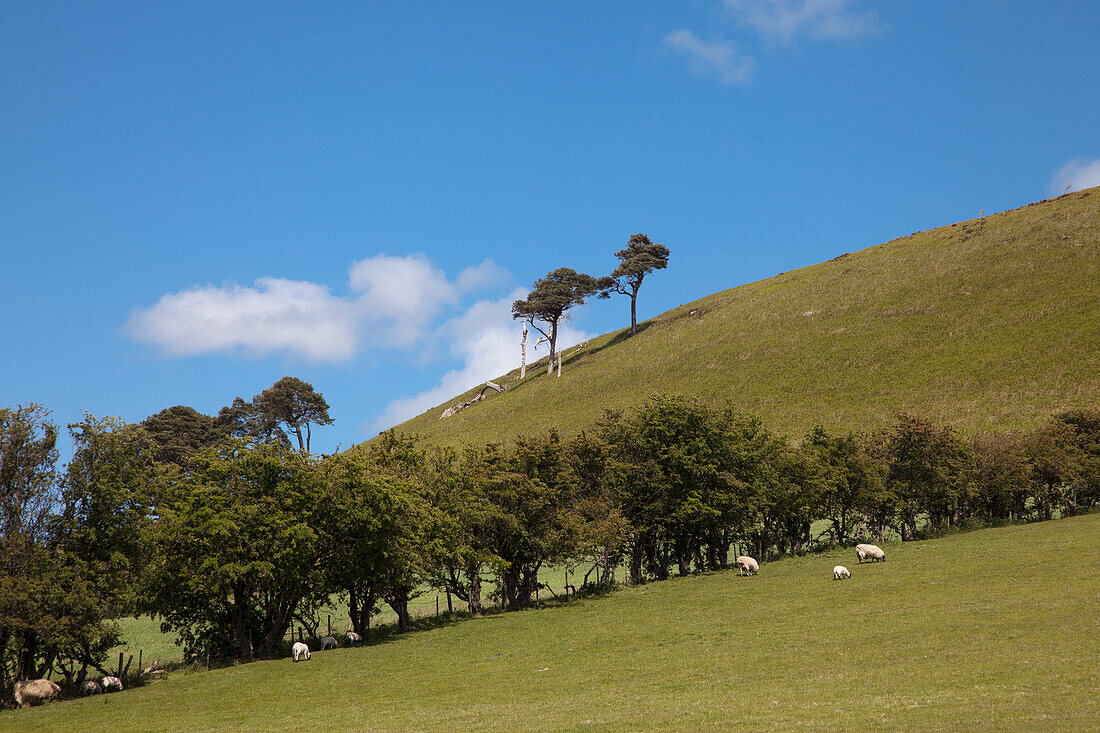 Schafe grasen auf einem von Bäumen und einem Hügel gesäumten Feld vor einem blauen Himmel; Northumberland England