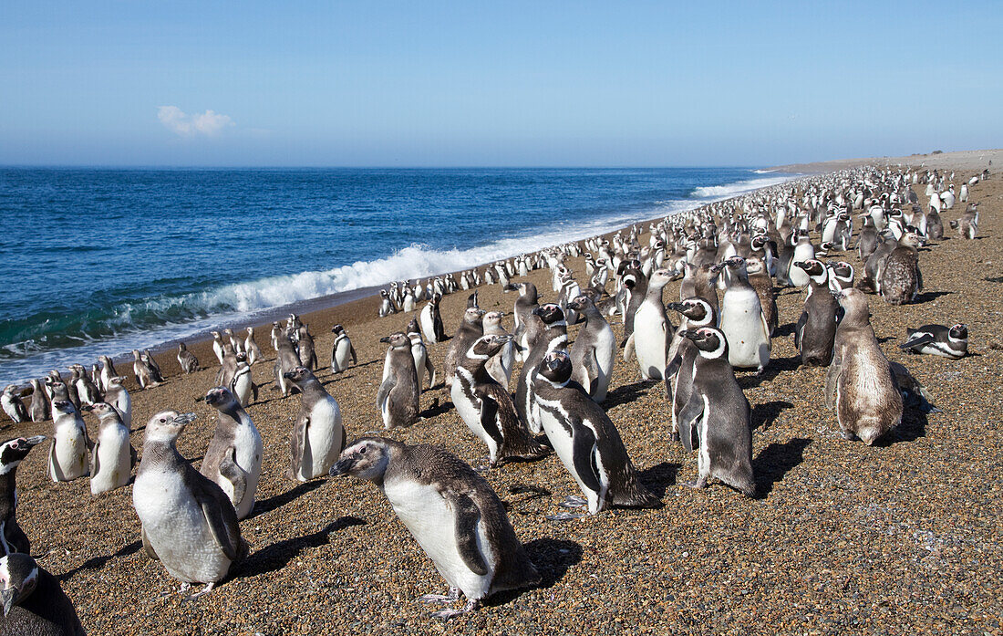Magellanic Penguins (Spheniscus magellanicus) at San Lorenzo Penguin Colony, Peninsula Valdes, Chubut, Argentina