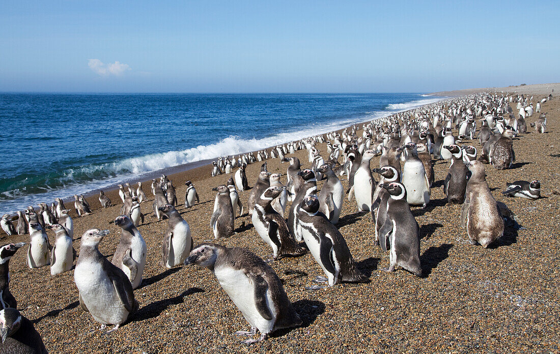 Magellanpinguine (Spheniscus magellanicus) in der Pinguinkolonie San Lorenzo, Peninsula Valdes, Chubut, Argentinien