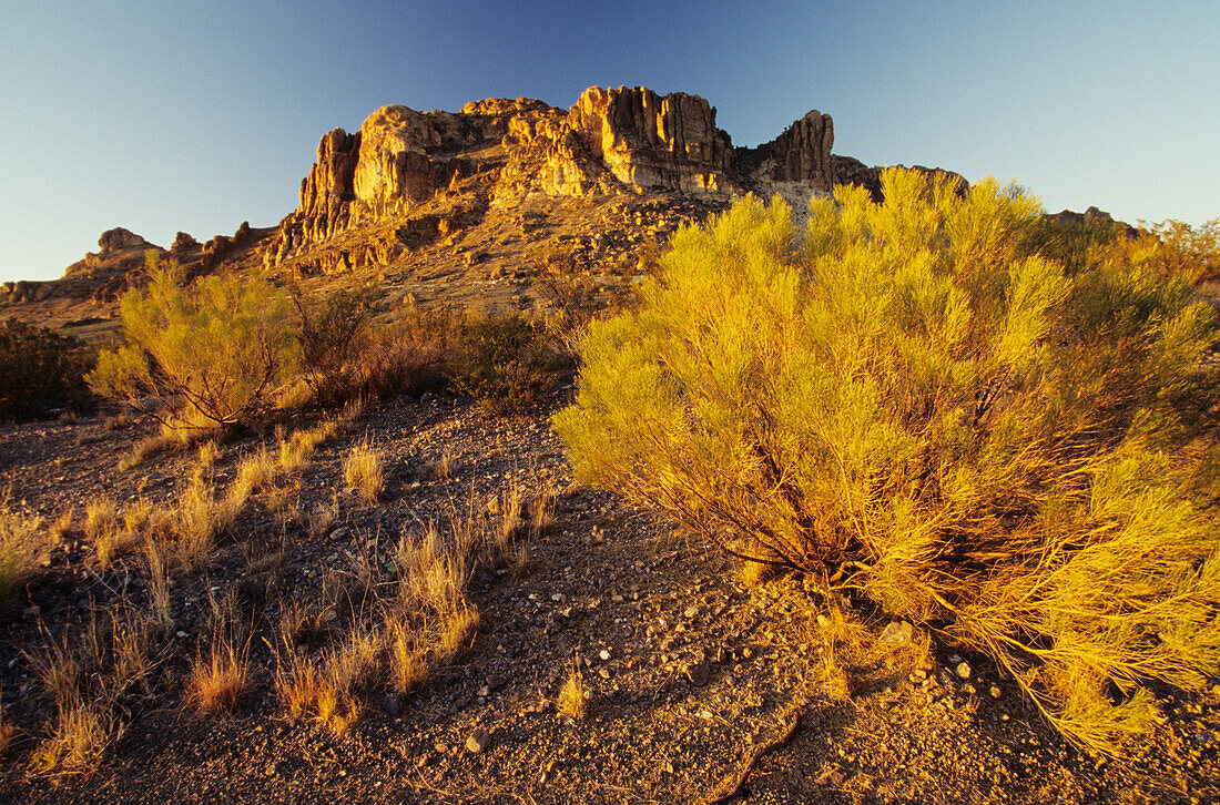 USA, Felsplateau und Wüstenpflanze im Nachmittagssonnenlicht; New Mexico