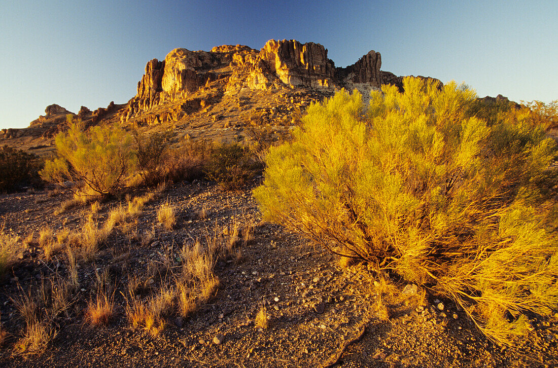 USA, Rocky Plateau And Desert Plant In Afternoon Sunlight; New Mexico