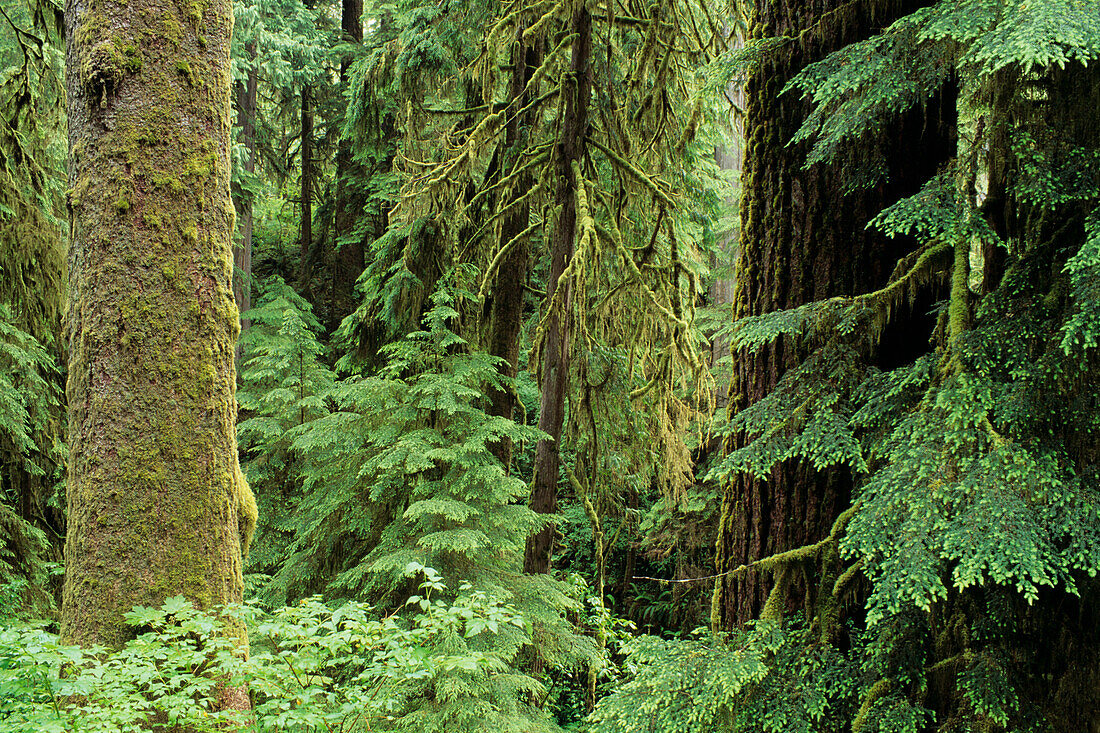 USA, Olympic National Park; Washington State, Quinault Regenwald, altes Wachstum von Fichten und Hemlocktannen
